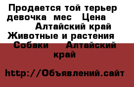 Продается той терьер (девочка)6мес › Цена ­ 1 500 - Алтайский край Животные и растения » Собаки   . Алтайский край